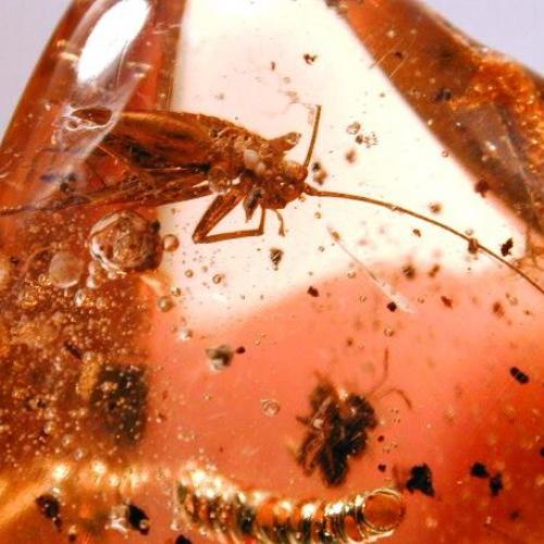 Доисторические насекомые в янтаре. 01