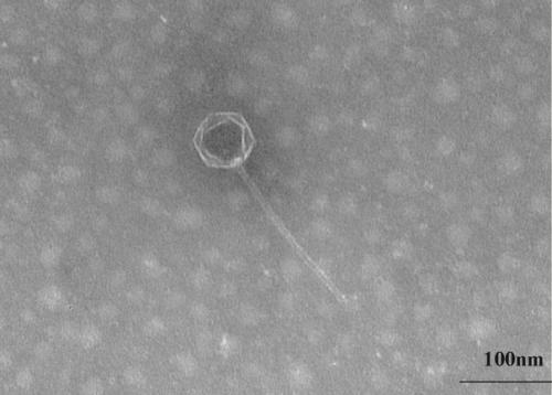 На глубине 8900 метров в океанских отложениях открыли новый вирус. 01