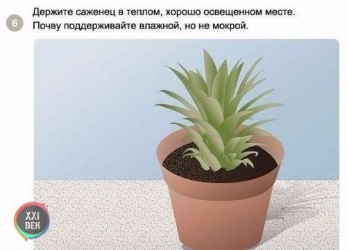 Как вырастить ананас в домашних условиях? 05
