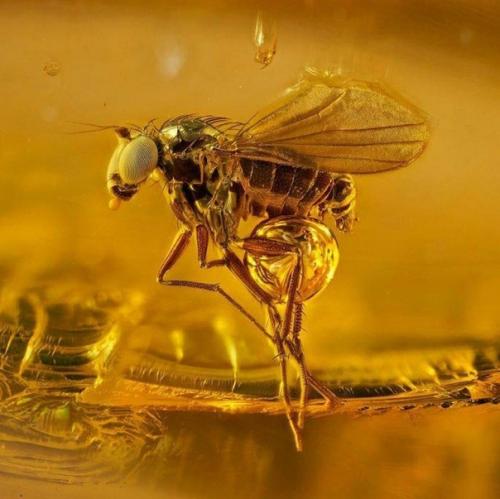 Доисторические насекомые в янтаре. 02