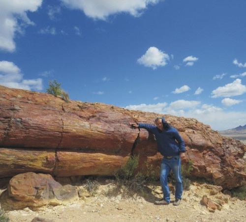 Окаменелый лес, национальный парк харамильо, санта-крус, Аргентина. 03