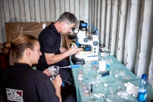 Эмбрион носорога впервые успешно пересадили суррогатной матери. 03 Эмбрион носорога впервые успешно пересадили суррогатной матери. 03