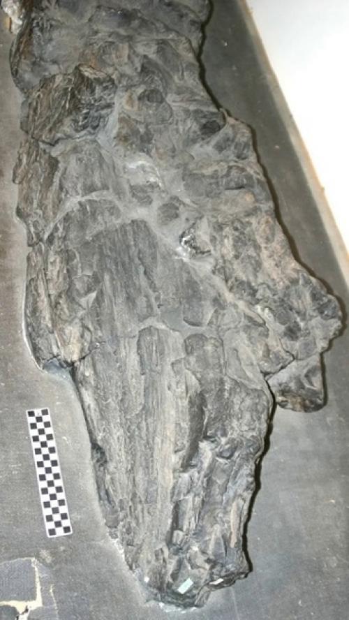 Прототакситы - первые цари суши. 05 Прототакситы - первые цари суши. 05