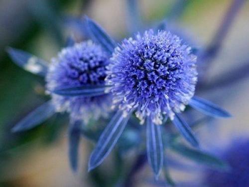 Синеголовник является уникальным многолетником, которому свойственно достигать одного метра в высоту.  