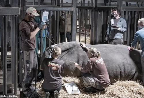 Эмбрион носорога впервые успешно пересадили суррогатной матери. 02 Эмбрион носорога впервые успешно пересадили суррогатной матери. 02