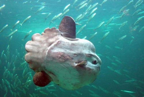 Луна - рыба (англ.