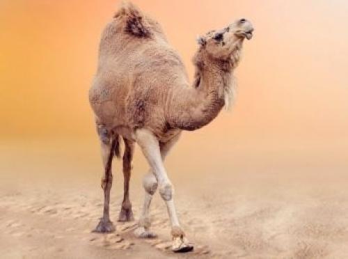 Власти Австралии санкционировали убийство 10. 01