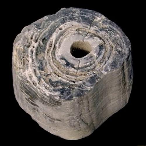 Прототакситы - первые цари суши. 04 Прототакситы - первые цари суши. 04