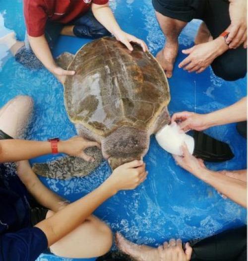 В Таиланде сделали протез черепашке, которая потеряла лапку, запутавшись в рыболовной сети. 02