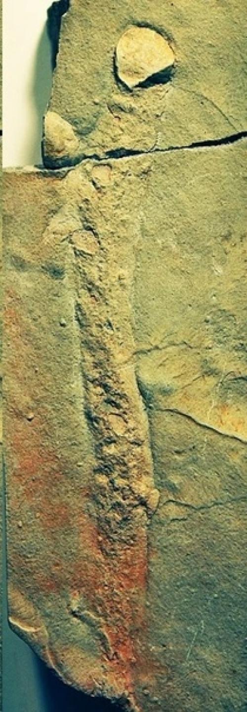 Прототакситы - первые цари суши. 07 Прототакситы - первые цари суши. 07