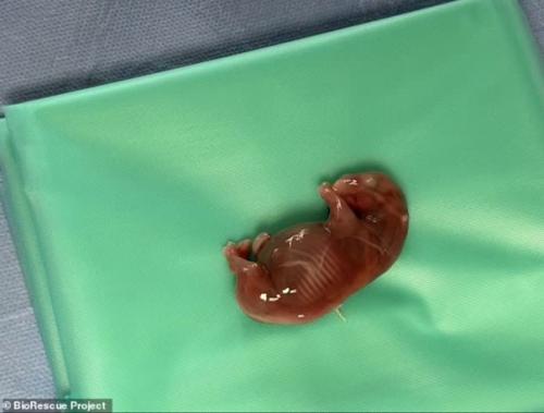 Эмбрион носорога впервые успешно пересадили суррогатной матери. 05 Эмбрион носорога впервые успешно пересадили суррогатной матери. 05