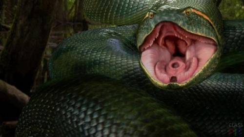 Зеленая анаконда.  Красавица до 7 м оттенка светлой или темной зелени не может никого оставить равнодушным. 01