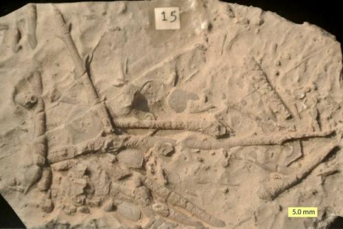 Пирамиды гизы и сфинкс несут следы водной эрозии, т. е памятники могли находиться под водой.  