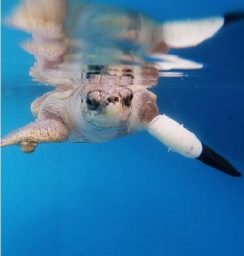 В Таиланде сделали протез черепашке, которая потеряла лапку, запутавшись в рыболовной сети. 01