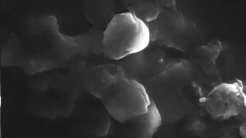 Прототакситы - первые цари суши. 02 Прототакситы - первые цари суши. 02