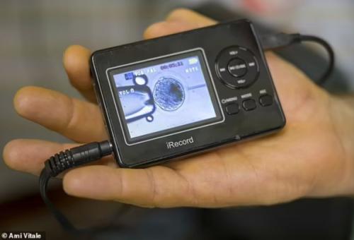 Эмбрион носорога впервые успешно пересадили суррогатной матери. 04 Эмбрион носорога впервые успешно пересадили суррогатной матери. 04