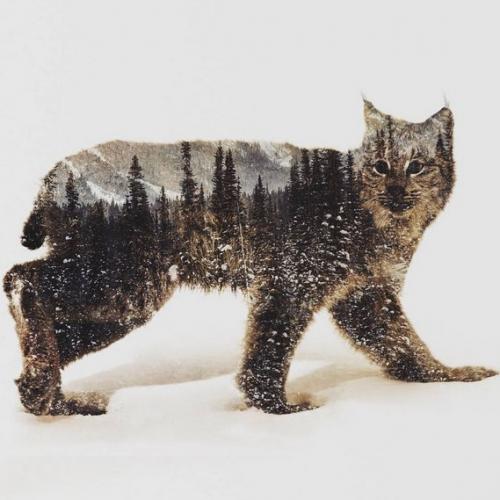 Завораживающие фото животных, объединенных со средой обитания (Re.