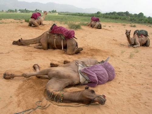 Власти Австралии санкционировали убийство 10. 02