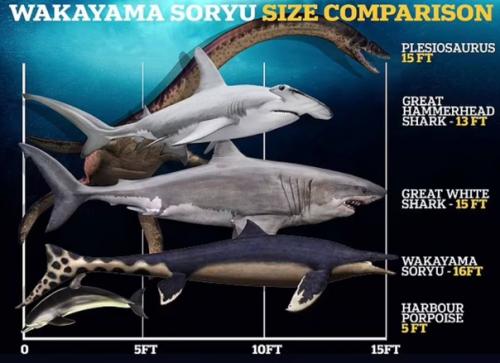 Настоящая годзилла: японцы открыли Синего Дракона, царящего в морях 72 млн лет назад. 01