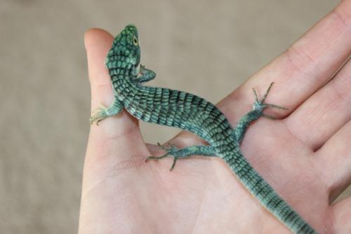 Очень редкий исчезающий вид, изящный сказочный дракон! 08