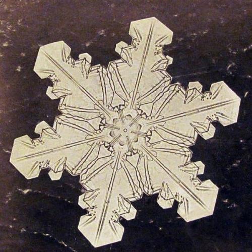 Прошлое.  Самые первые микро - фотографии снежинок сделал американский фермер Уилсон бентли в 1885 г. 02