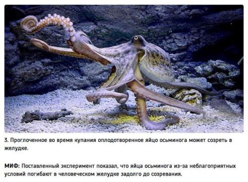 Правда или миф: 10 лучших расследований Разрушителей Легенд. 02