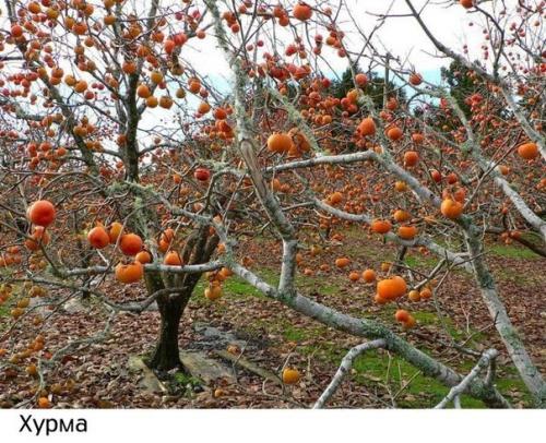 Как растут наши любимые продукты: 05