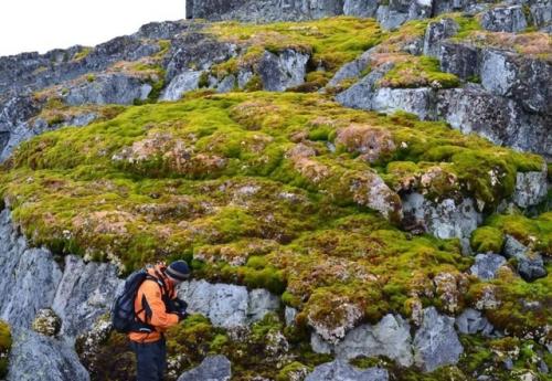 Антарктида начала покрываться зеленью - за последние 40 лет площадь Озеленения увеличилась в 10 раз. 01