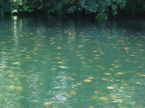 Медузное озеро: подводное царство медуз. 09 Медузное озеро: подводное царство медуз. 09
