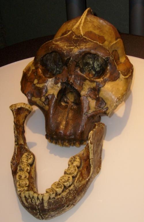 Почти 1, 85 миллиона лет назад в восточной Африке жил Paranthropus Boisei, а его знаменитый череп OH 5 нашли в 1959 году в ущелье олдувай. 03