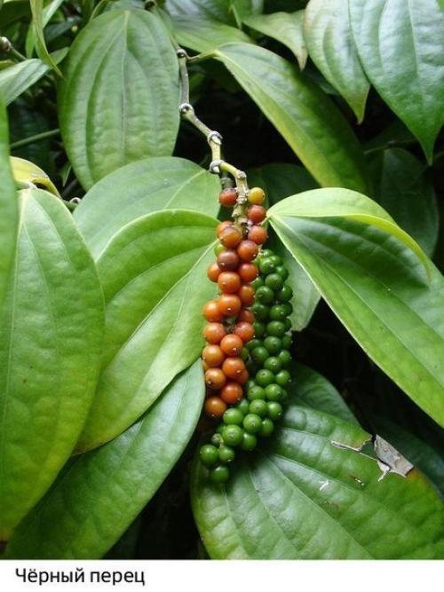 Как растут наши любимые продукты: 07