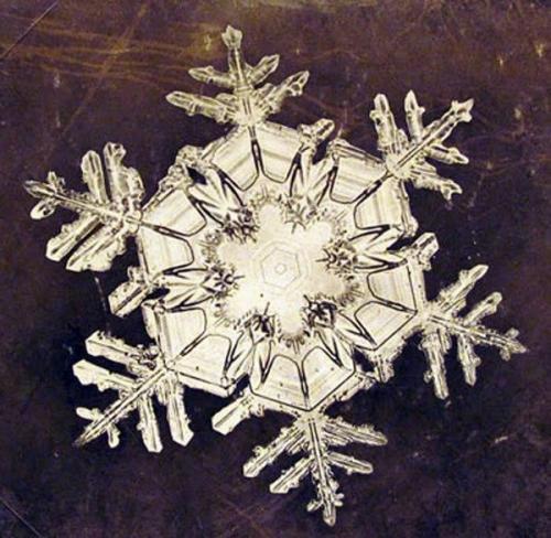 Прошлое.  Самые первые микро - фотографии снежинок сделал американский фермер Уилсон бентли в 1885 г. 01