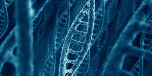 Исследование: удаление генов может увеличить продолжительность жизни на 60 процентов. Исследование: удаление генов может увеличить продолжительность жизни на 60 процентов.