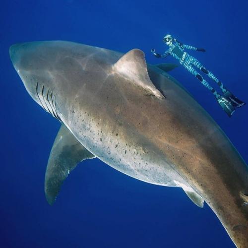 Это белая акула. 01