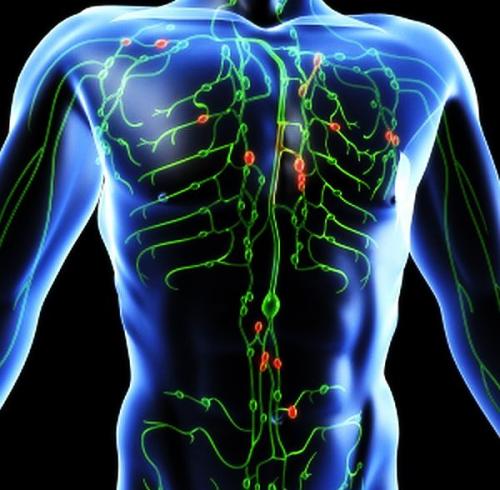 Лимфа - живая вода нашего организма. 


