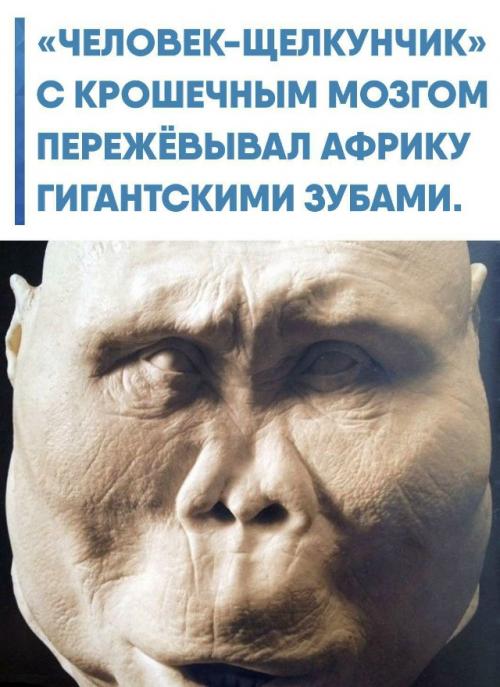 Почти 1, 85 миллиона лет назад в восточной Африке жил Paranthropus Boisei, а его знаменитый череп OH 5 нашли в 1959 году в ущелье олдувай.  