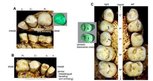 Ученые доказали, что индонезийские хоббиты были отдельным видом людей. 02 Ученые доказали, что индонезийские хоббиты были отдельным видом людей. 02