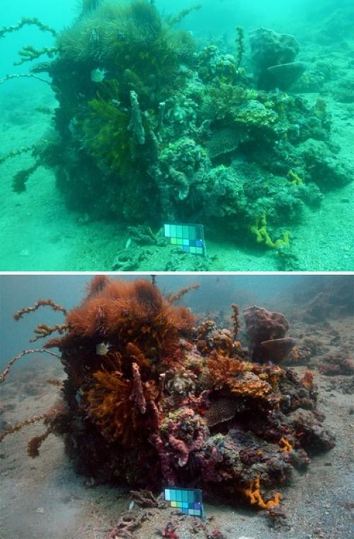 Учёные создали алгоритм, который убирает цветовые искажения с объектов, снятых под водой. 02