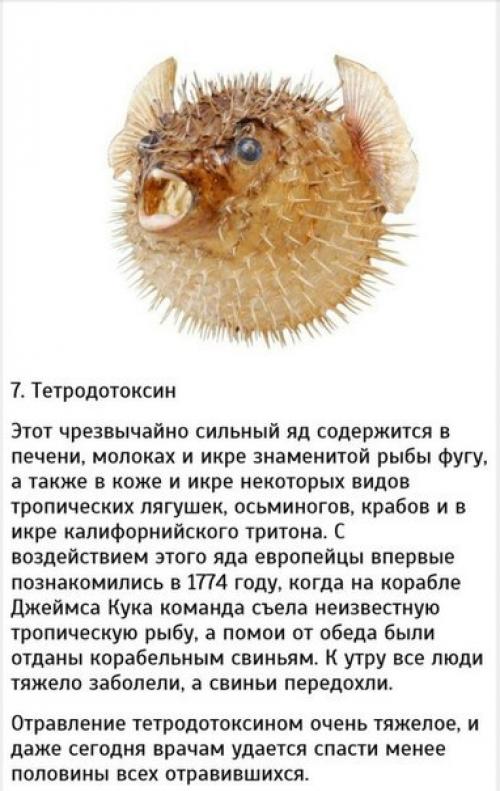 10 самых сильных ядов. 06