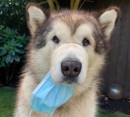 На улице или в своём авто в надетой маске находится нет смысла, вы сами себя травите! 01