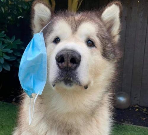 На улице или в своём авто в надетой маске находится нет смысла, вы сами себя травите! 03