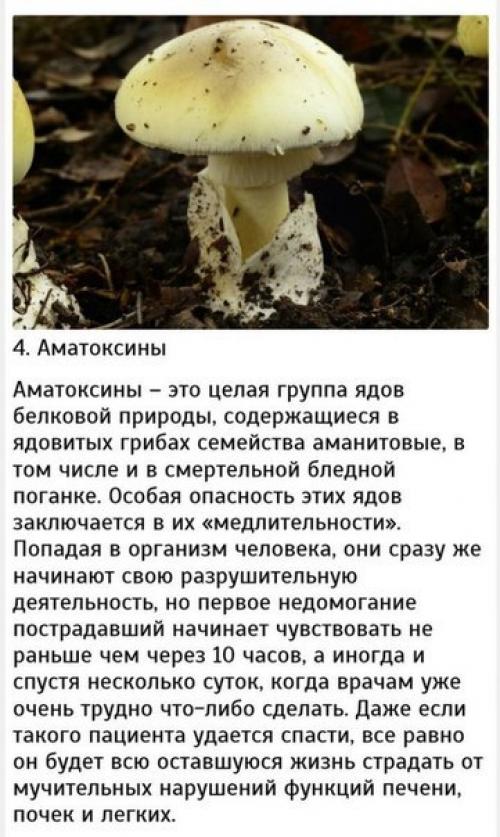 10 самых сильных ядов. 03