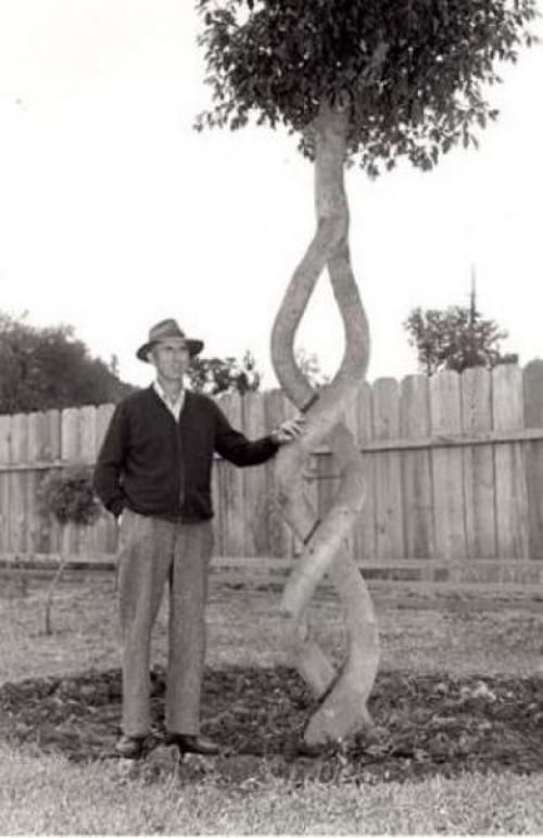 Аксель начинал как обычный фермер, у которого было хобби самому формировать стволы деревьев.