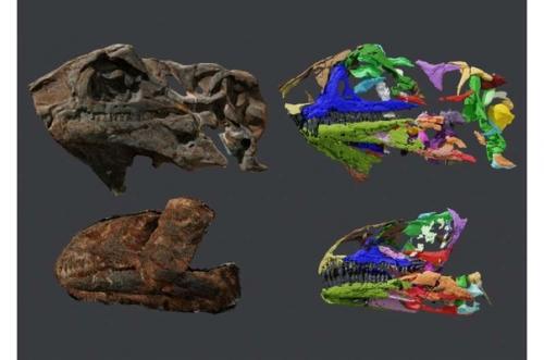 Палеонтологи неизвестный вид крупных динозавров из гренландии нашли. 01