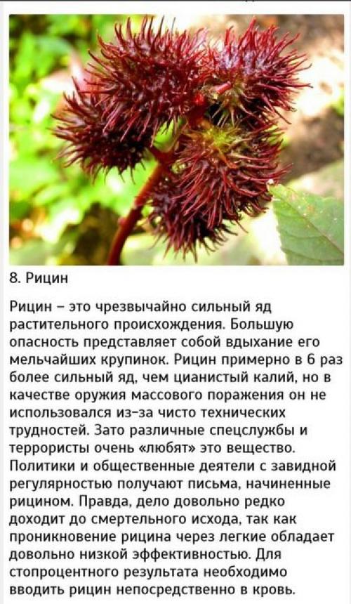 10 самых сильных ядов. 07