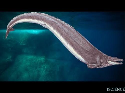 Плащеносная акула.  Вид примитивной акулы, встречается у берегов Африки. 03