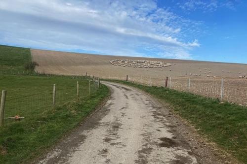 Необъяснимое поведение овец, стоящих концентрическими кругами. 01