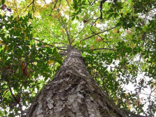 10 самых необычных и странных лесов на планете. 03 10 самых необычных и странных лесов на планете. 03