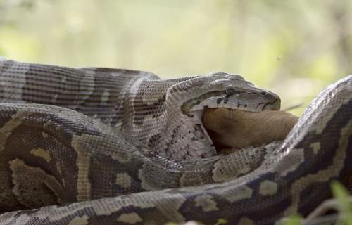 Как питоны отстегивают челюсти, чтобы проглотить жертву. 08