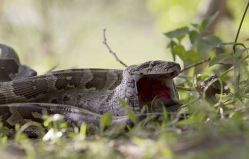 Как питоны отстегивают челюсти, чтобы проглотить жертву. 03